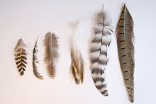 bird feathers