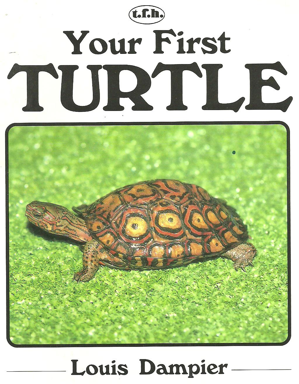 Turtle essay image