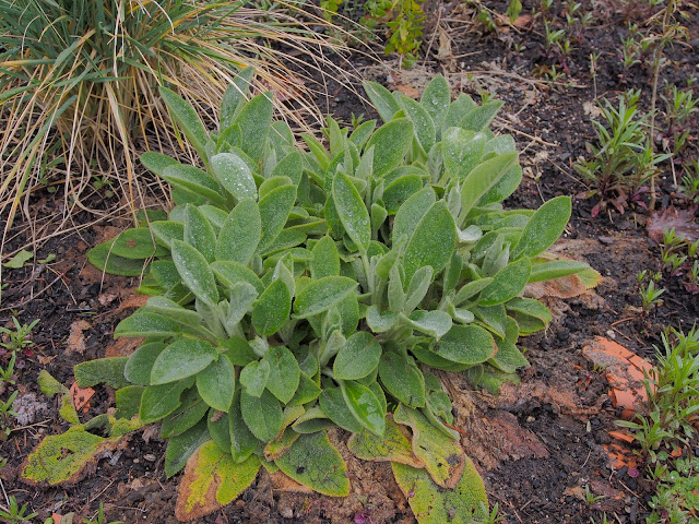 Proven Winners Colorchoice Plant Of The Week 2016