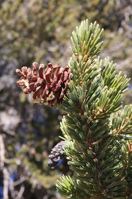 Plant Nursery Pay Stock Photos Plant Nursery Pay Stock Images