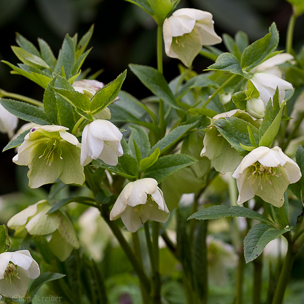 Kreider's Korner Photographs Hellebores in Vancouver