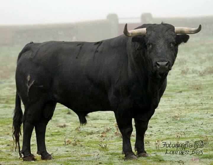 HORCAJO DE LAS TORRES TORO SAN JULIÁN 2017 (ÁVILA) FECARTOROS PASIÓN