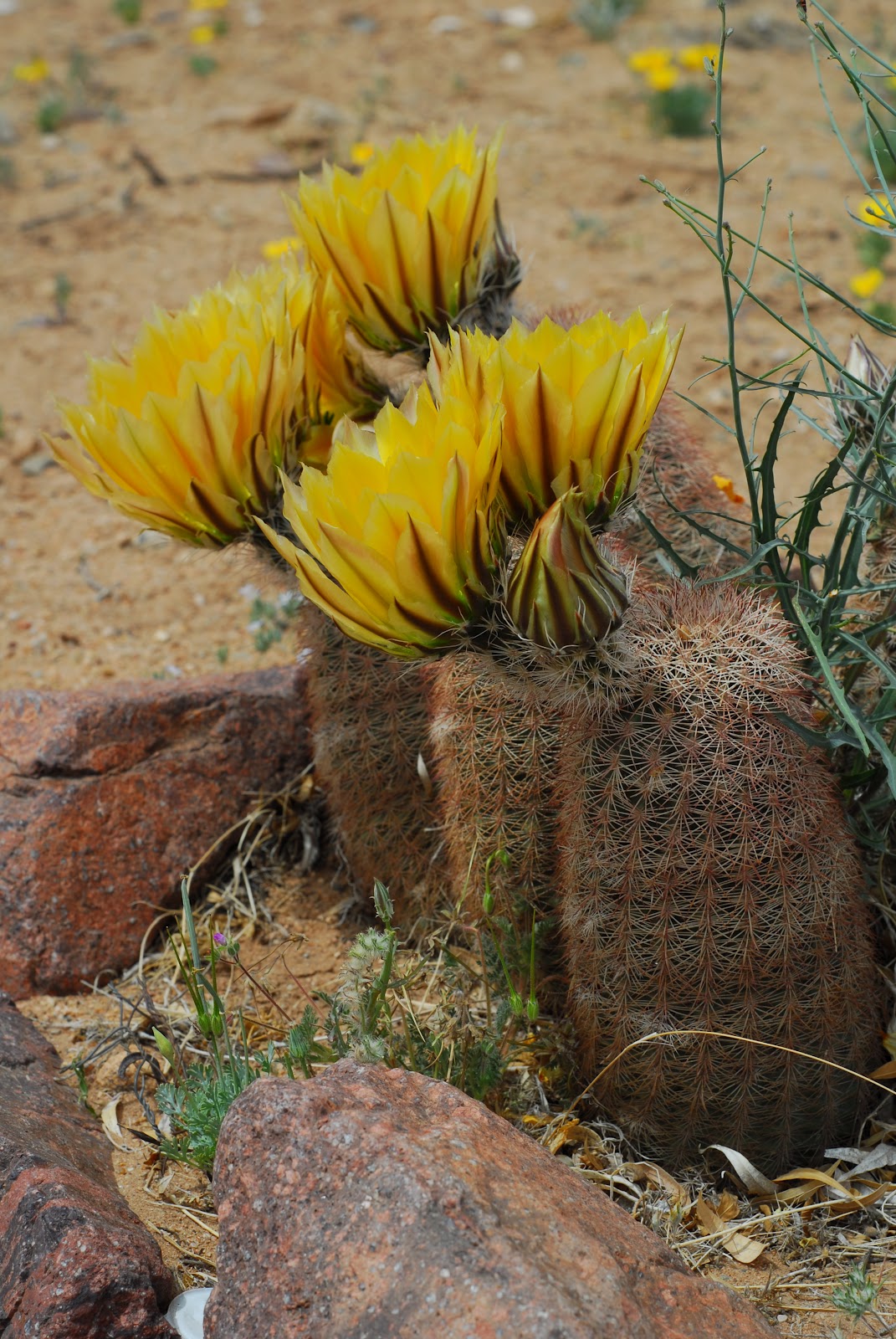Texas Mountain Trail Daily Photo Texas Rainbow Hedgehog Cactus at the