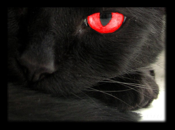 Конкурс: " Черный кот ". - Страница 2 Black-Cat-Superstition-Right-To-Left