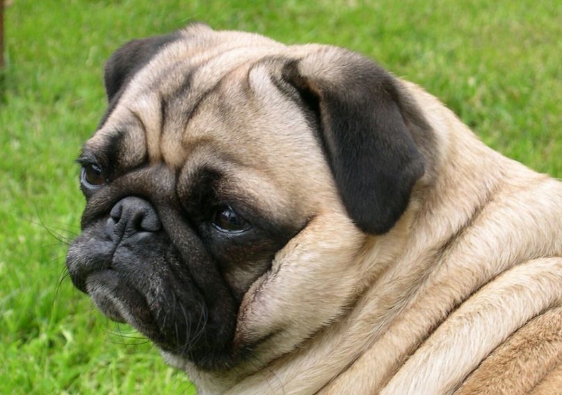 All List Of Different Dogs Breeds Good Family Dogs