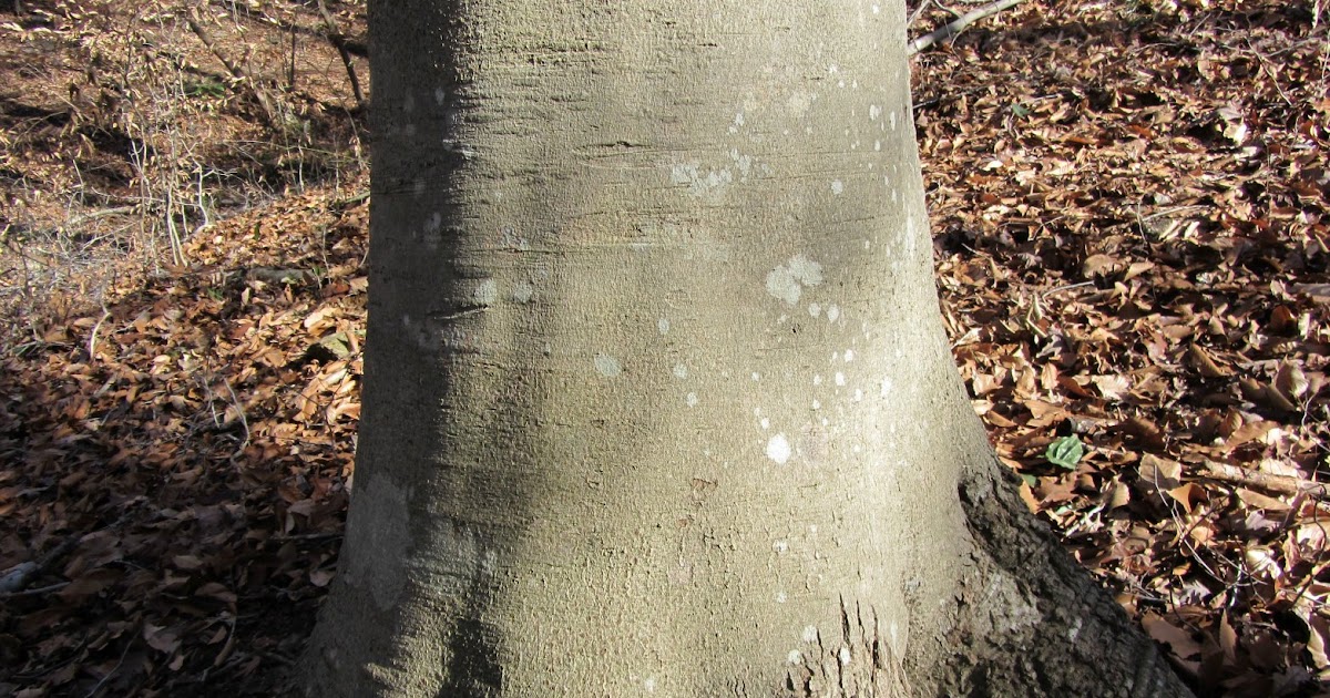 Using Native Plants Barking Up The Right Tree
