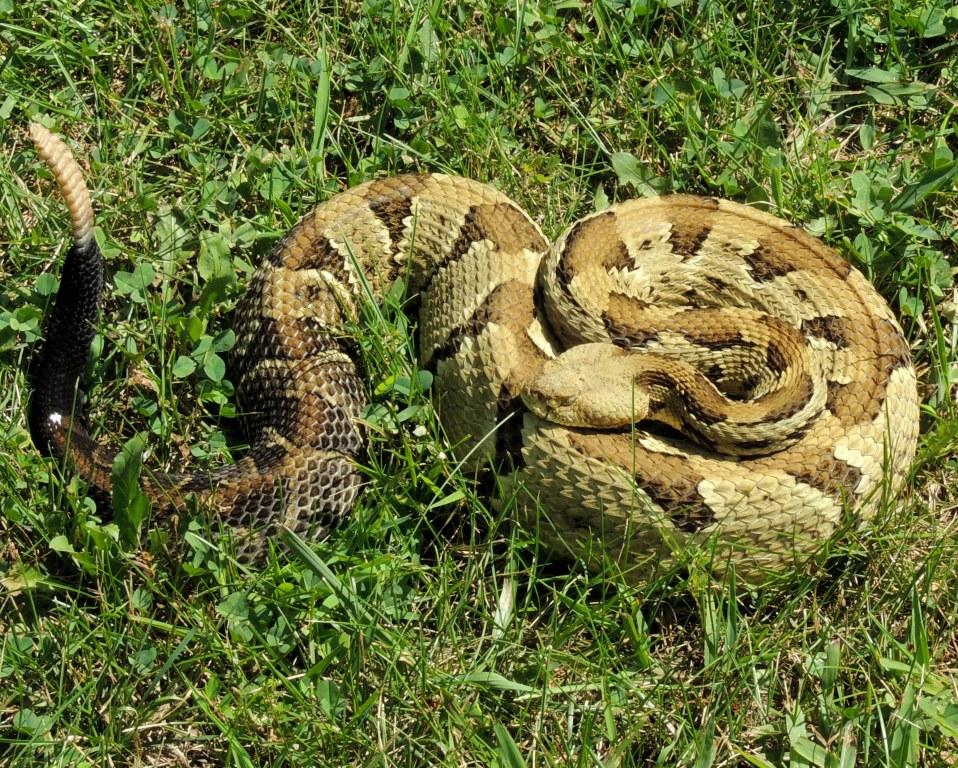 Ohio Birds and Biodiversity Timber Rattlesnake, Crotalus horridus
