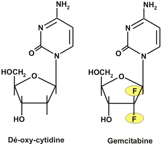 GEM:  DNA 合成の前駆体 (フッ素化合物=dFdC)