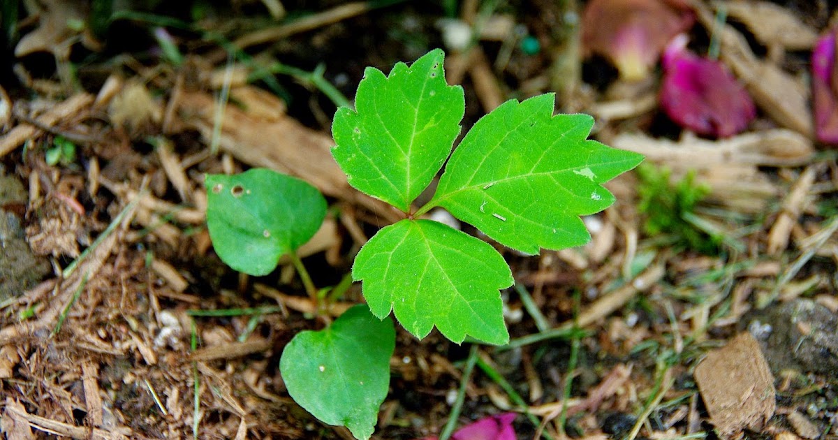 Natural Gardening Poison ivy, Virginia creeper, and other condundrums