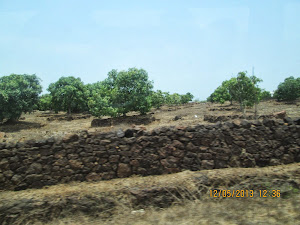 Mango Orchards  along the Konkan highway.
