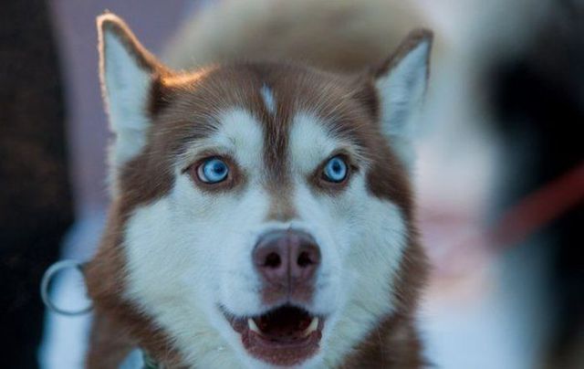 Funny Cool Pictures: I Love Husky Dogs