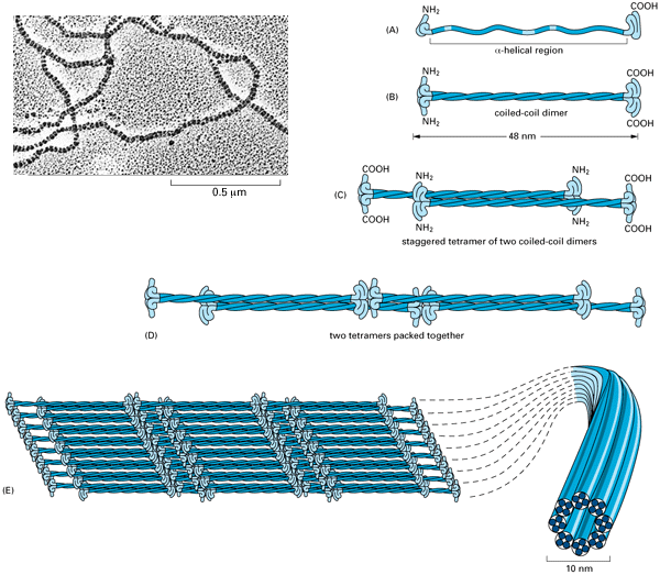College. Science. Life Essential Cell Biology 3rd Ch 4 Protein