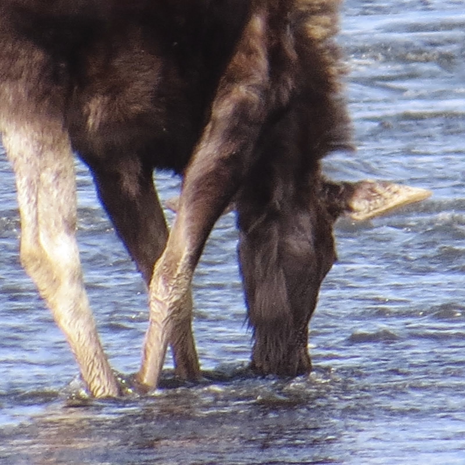 Moose in the River!