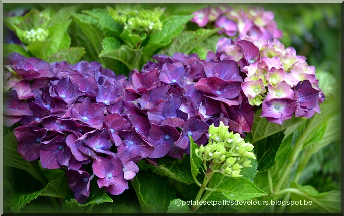 4 Coins Au Jardin Les Hydrangeas De Plus En Plus Opulents Et