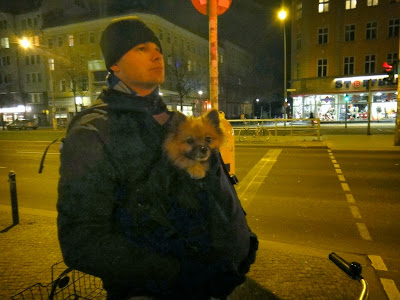 Pomeranian celebrating one year living in Berlin