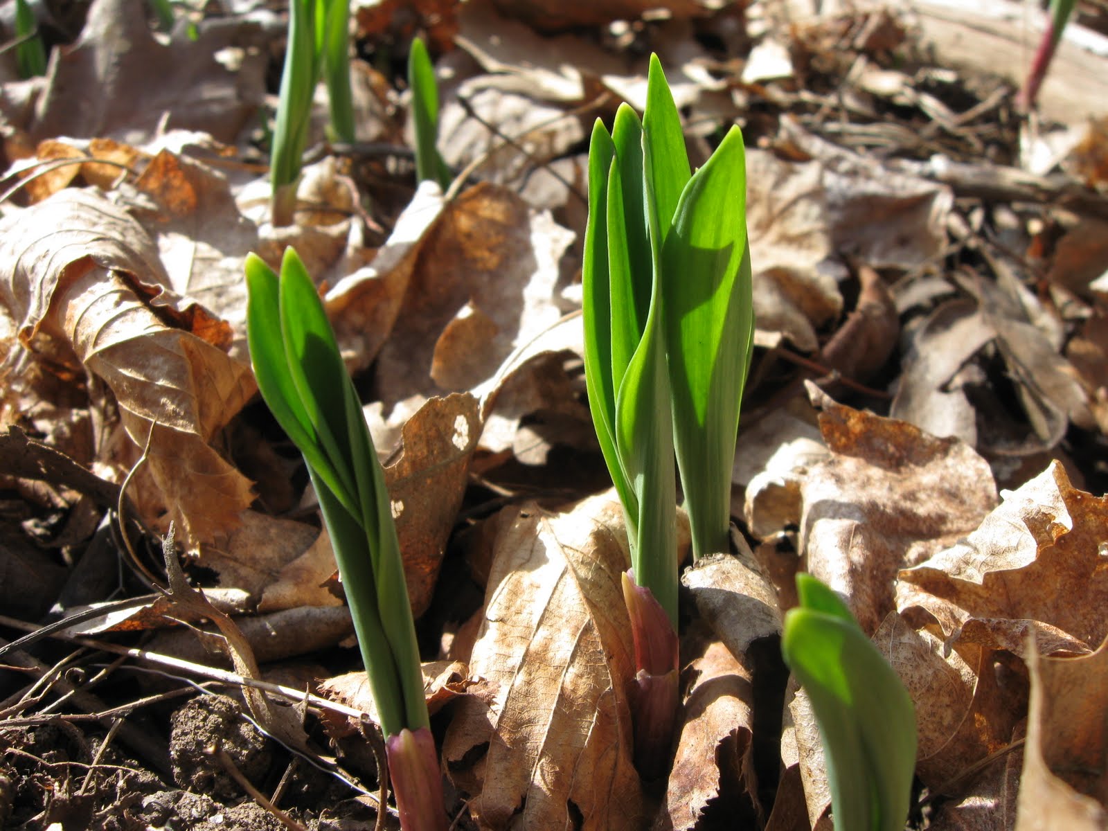 Shack in the Middle Wild for wild leeks