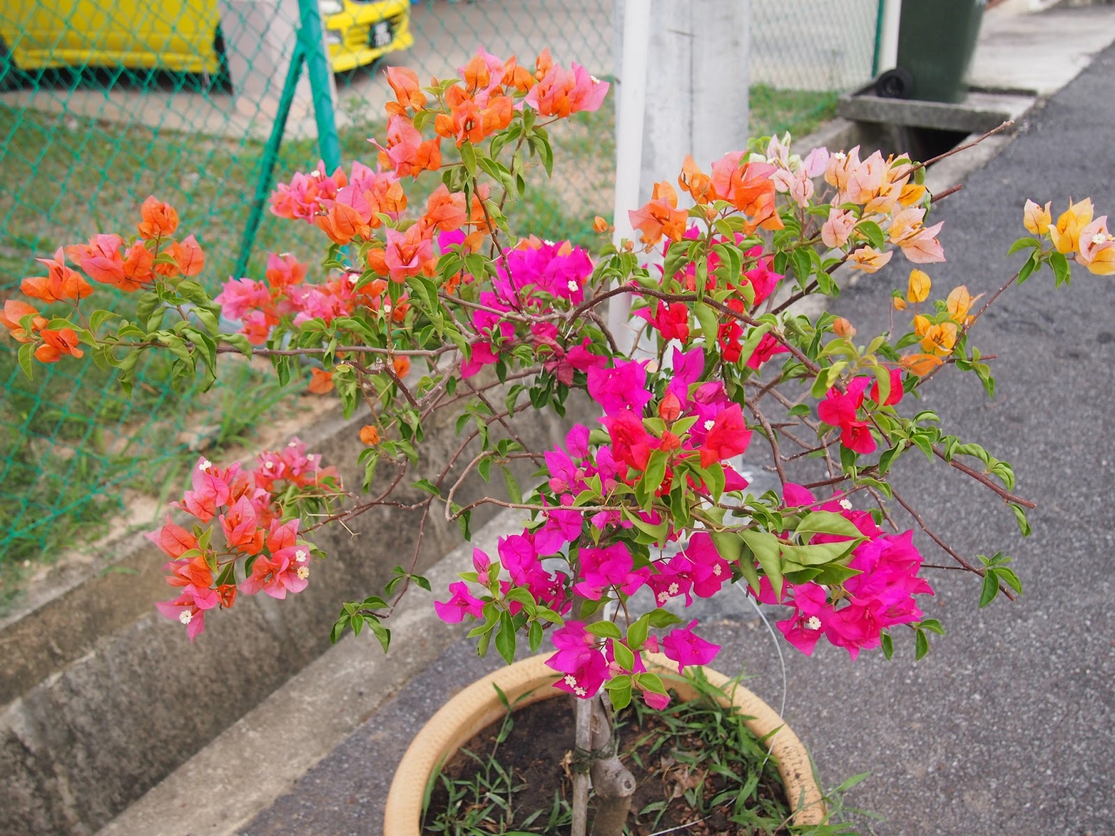 puteri manja: Koleksi Pokok di lamanku