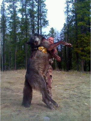 wolf timber big killed look record wolves valley thing fish