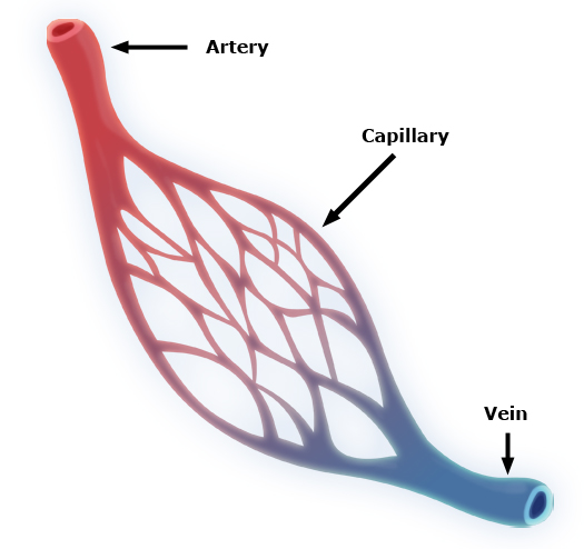 Lexicolatry: Capillary - Its Bloody Definition and Hairy Etymology