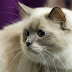 Picks and Promos:Cat Blog工作和便宜的电子邮件模板