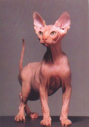 For A Cats Hairless Cat Breeds Need Health Insurance Treatment Cats
