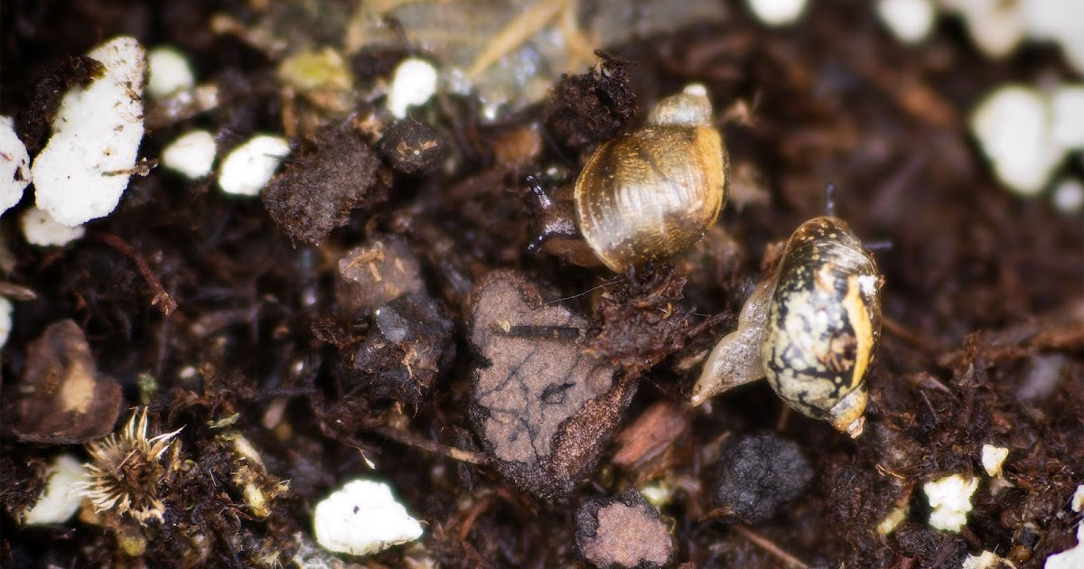 Snails in My Container Garden Bernierisms & Random Thoughts