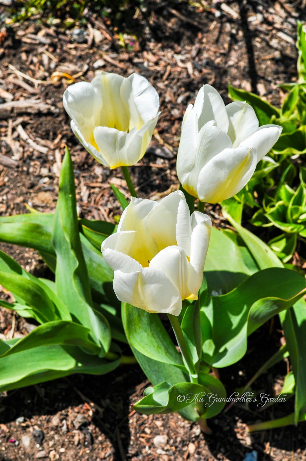 This Grandmother's Garden Spring Blooms!