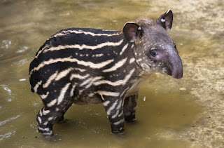 brazilian tapir