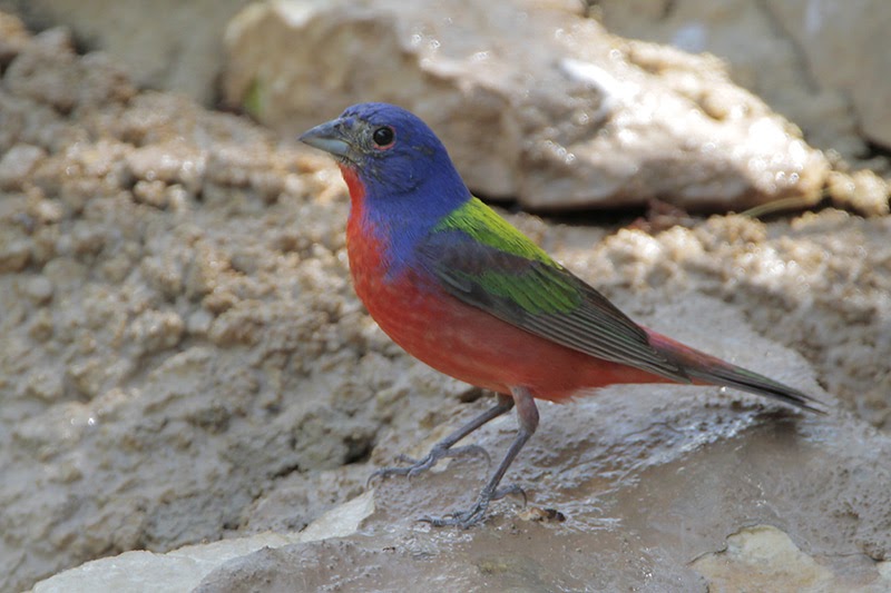 Tales from the Tulls Painted Buntings...