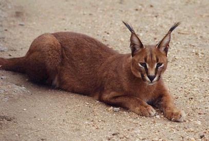 Caracal | Endangered Animals Facts, Wildlife Pictures And Videos