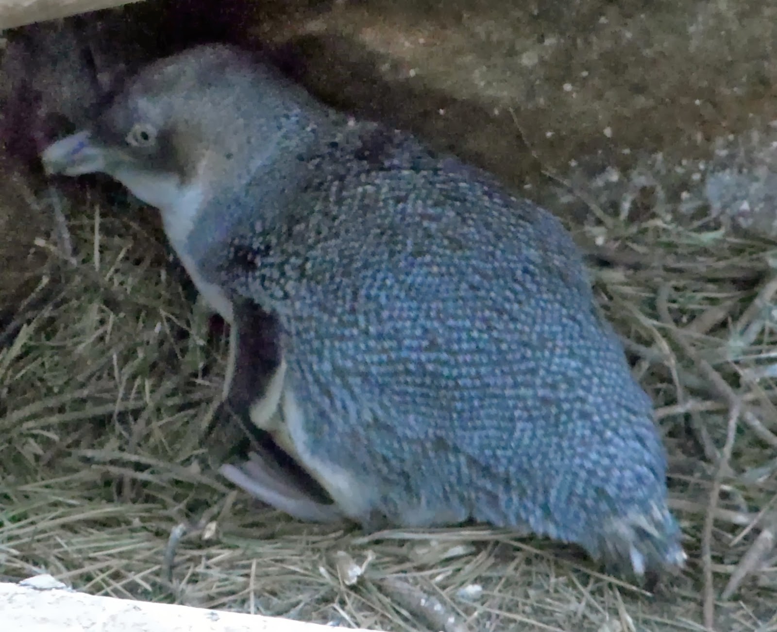 Rheumatologe: Little Blue Penguins at Pohatu Marine Reserve