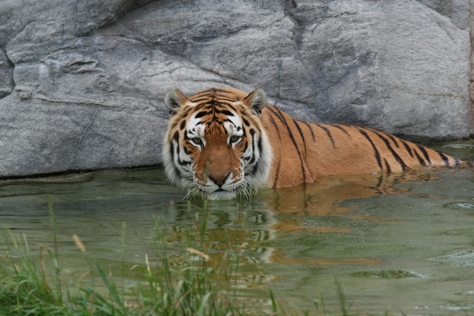http://1.bp.blogspot.com/-VAcpcYdal08/T8Yyo7h0RVI/AAAAAAAAAOQ/5vhA_XkV7-E/s1600/Siberian+Tiger+at+Toronto+Zoo+by+Ber+Zophus+at+Wikimedia.jpg