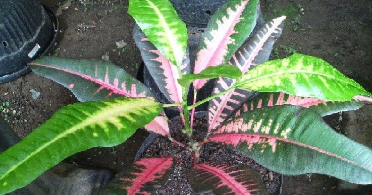 Manfaat Tanaman Puring Cara Budidaya