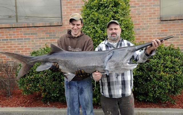 paddlefish+american+Polyodon+spathula+bi