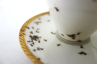 Las Hormigas en las Vajillas