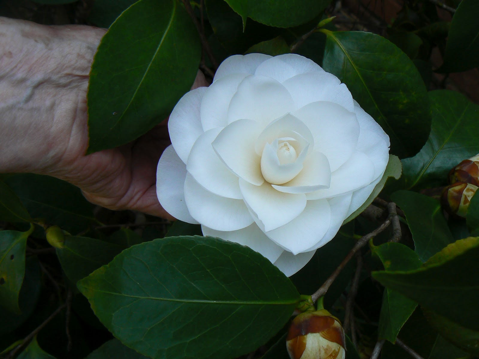 June Blooms In My Georgia Garden Bottlebrush Buckeye
