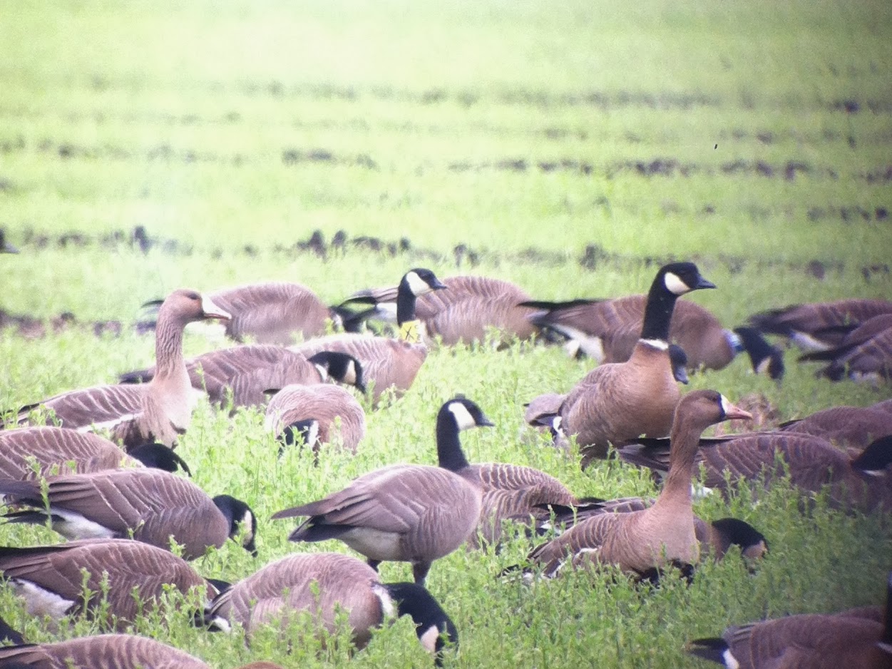 yellow neck collar canada goose, Canada Goose kids outlet authentic