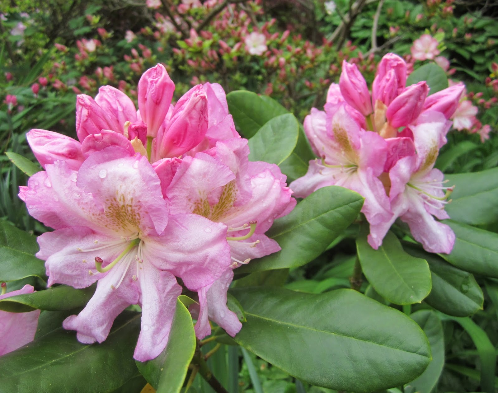 Jarvis House Pretty in Pink Spring Flowering Shrubs 2014 in the Jarvis