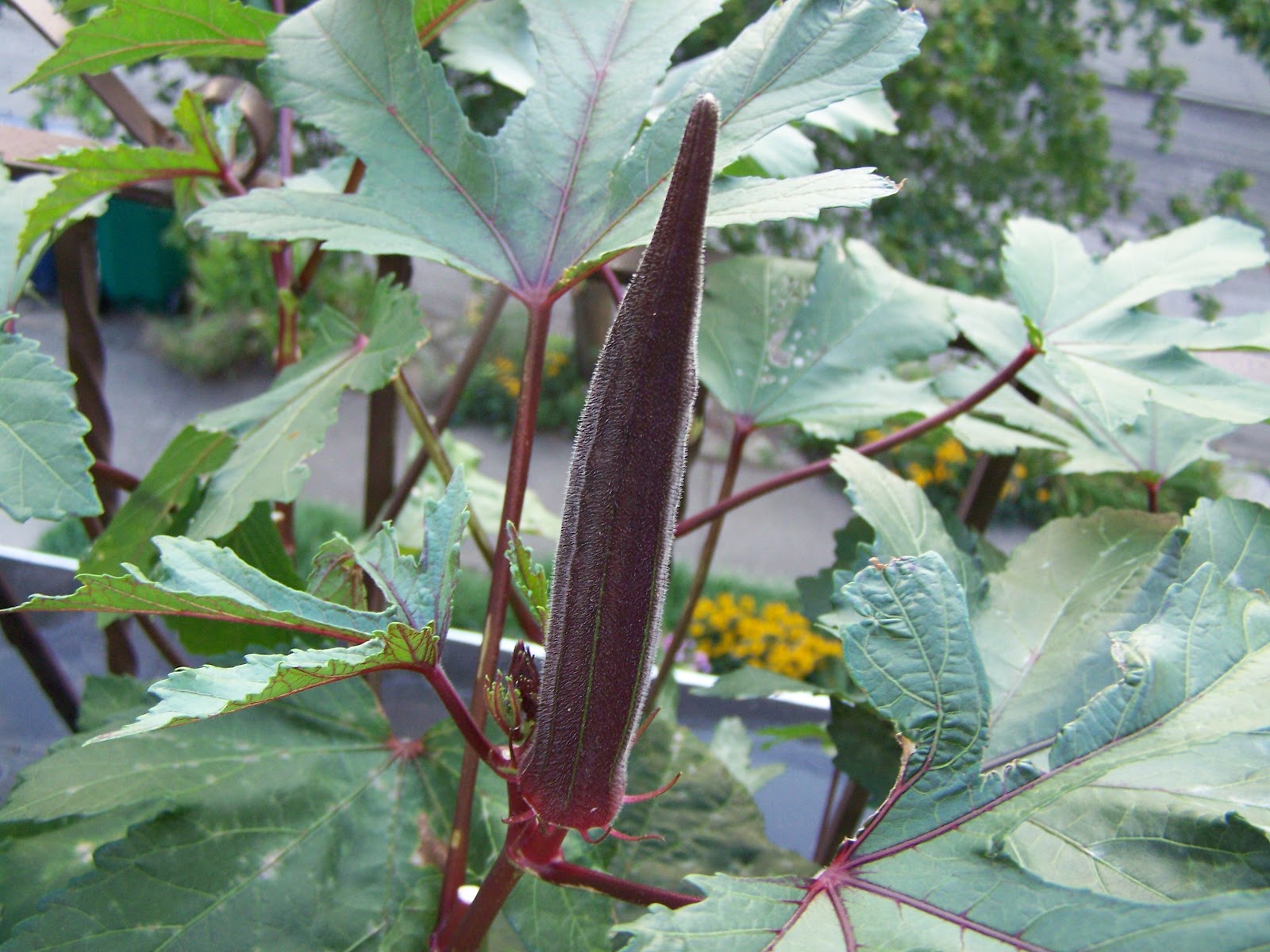 Captive Roots How to Preserve Okra (and other news)