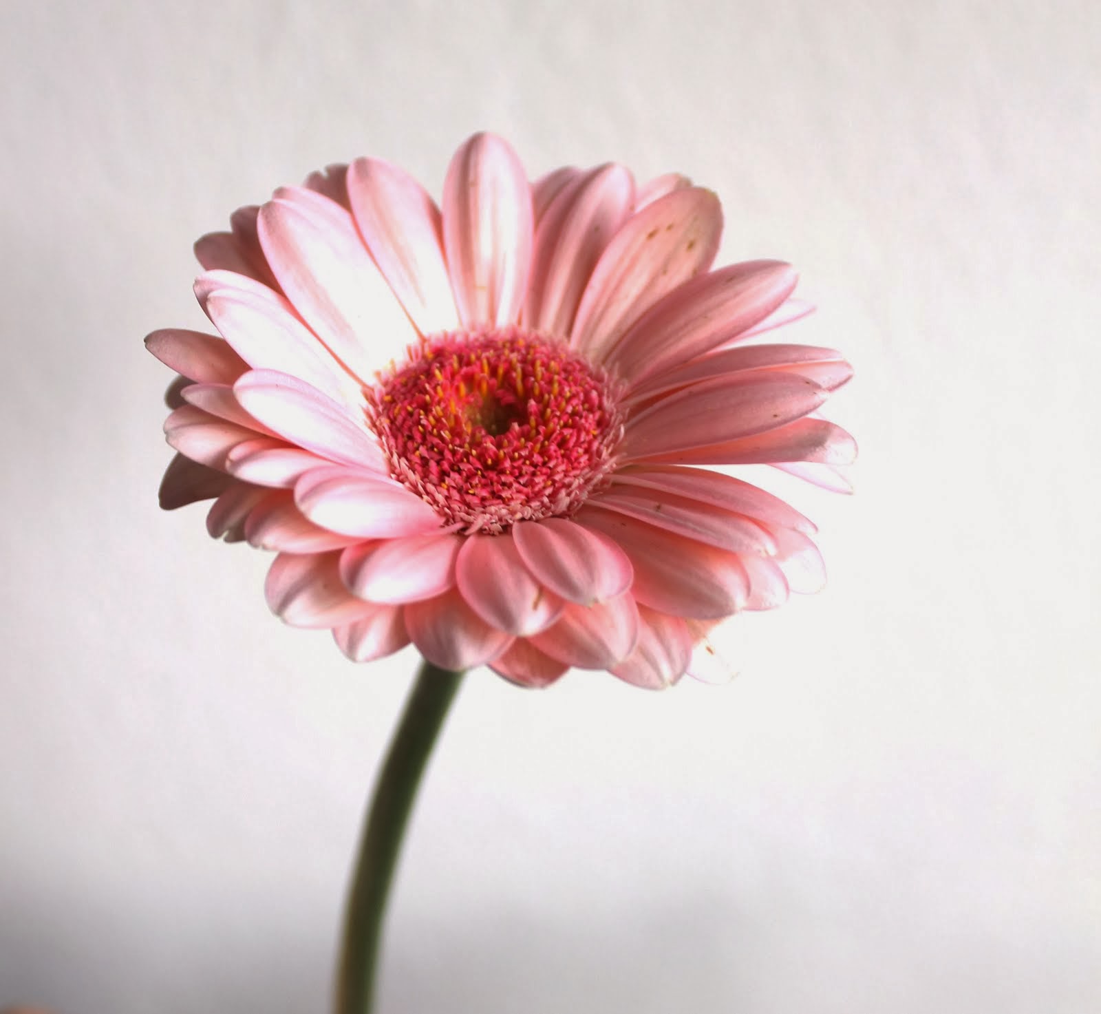 Gerbera