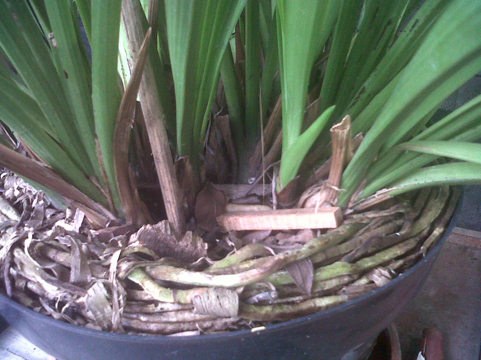 cymbidium golden elf