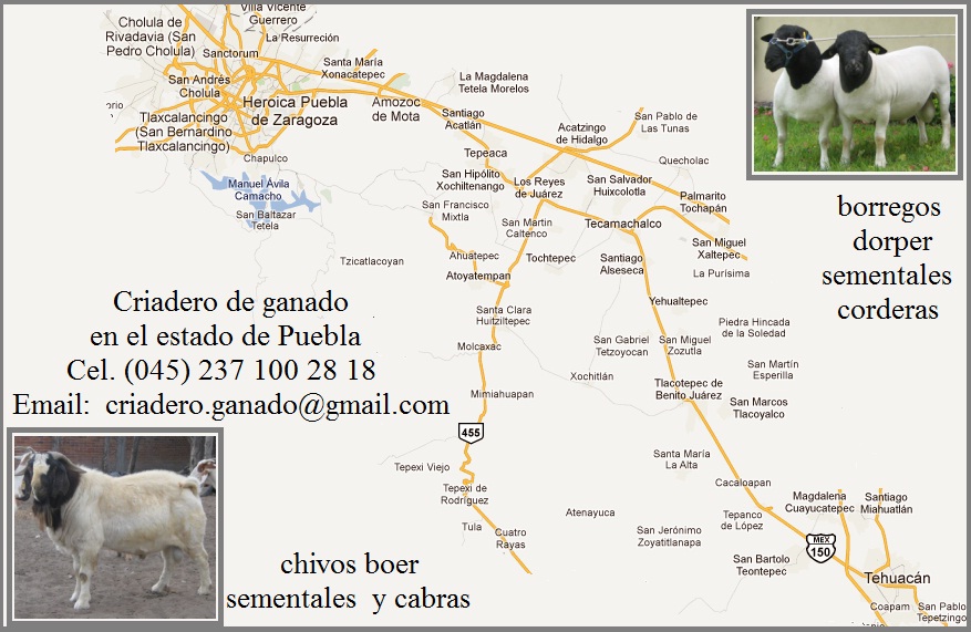 Criadero de cabras boer y chivos boer en Puebla, México