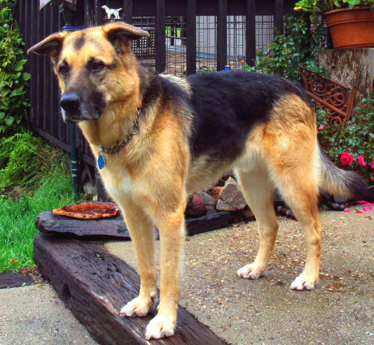 Ottawa Valley Dog Whisperer TO CURE YOUR DOG'S MOTION SICKNESS