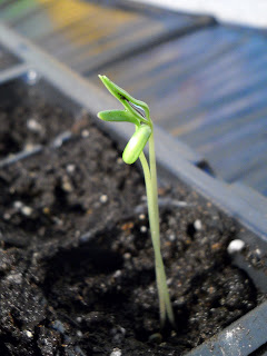 Cosmos, 'candy stripe' seedling is leggy from lack of light