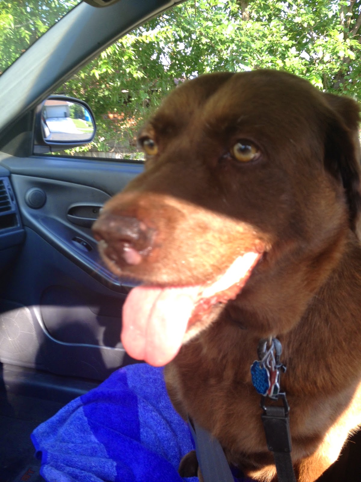 On Hope, Faith and Love.. "My Chocolate Lab Turns Nine Today in