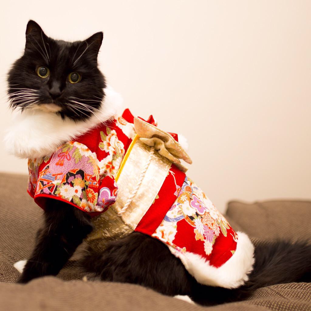 Cats in Kimonos Turning Japanese
