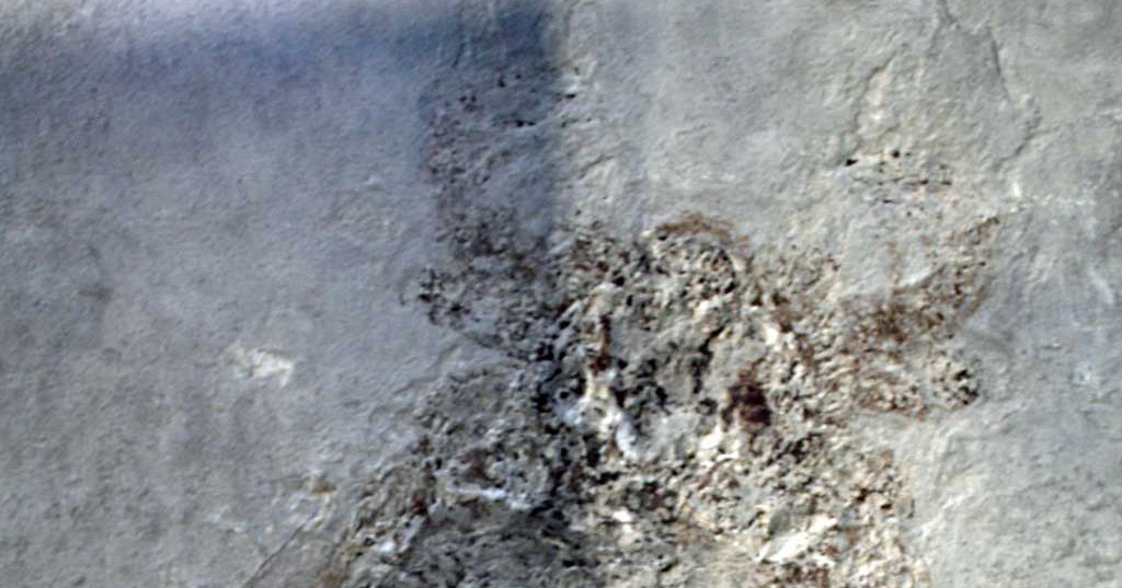 Louisville Fossils and Beyond Carcinosoma newlini Arthropod Fossil