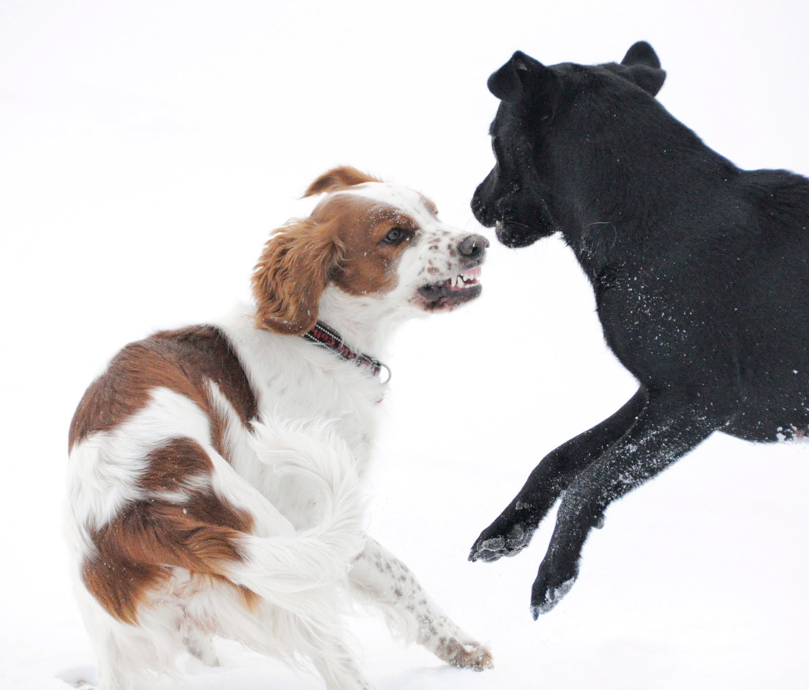 Bir köpek bir köpek tarafından ısırılırsa, ne yapmalıyım İlaçların kullanımı ve tedavi özellikleri Bir köpek bir köpek tarafından ısırılırsa, ne yapmalıyım İlaçların kullanımı ve tedavi özellikleri