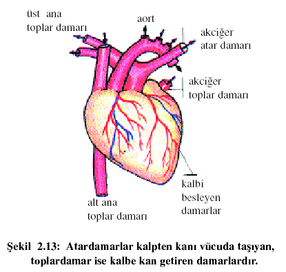 Dolasimsistemi Ozlemavlanamaz