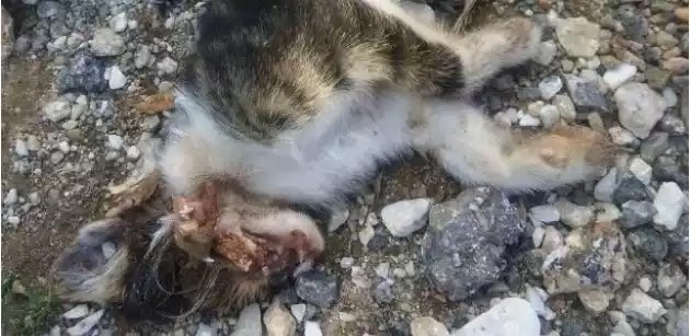 ΣΟΚ στην Ξάνθη: 10χρονο παιδί θανάτωσε γατάκι με πέτρα στο κεφάλι ΣΟΚ στην Ξάνθη: 10χρονο παιδί θανάτωσε γατάκι με πέτρα στο κεφάλι